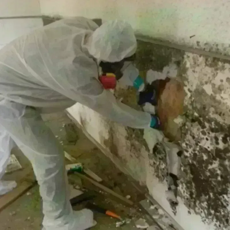 Mold Remediation and Removal in Millbury, OH